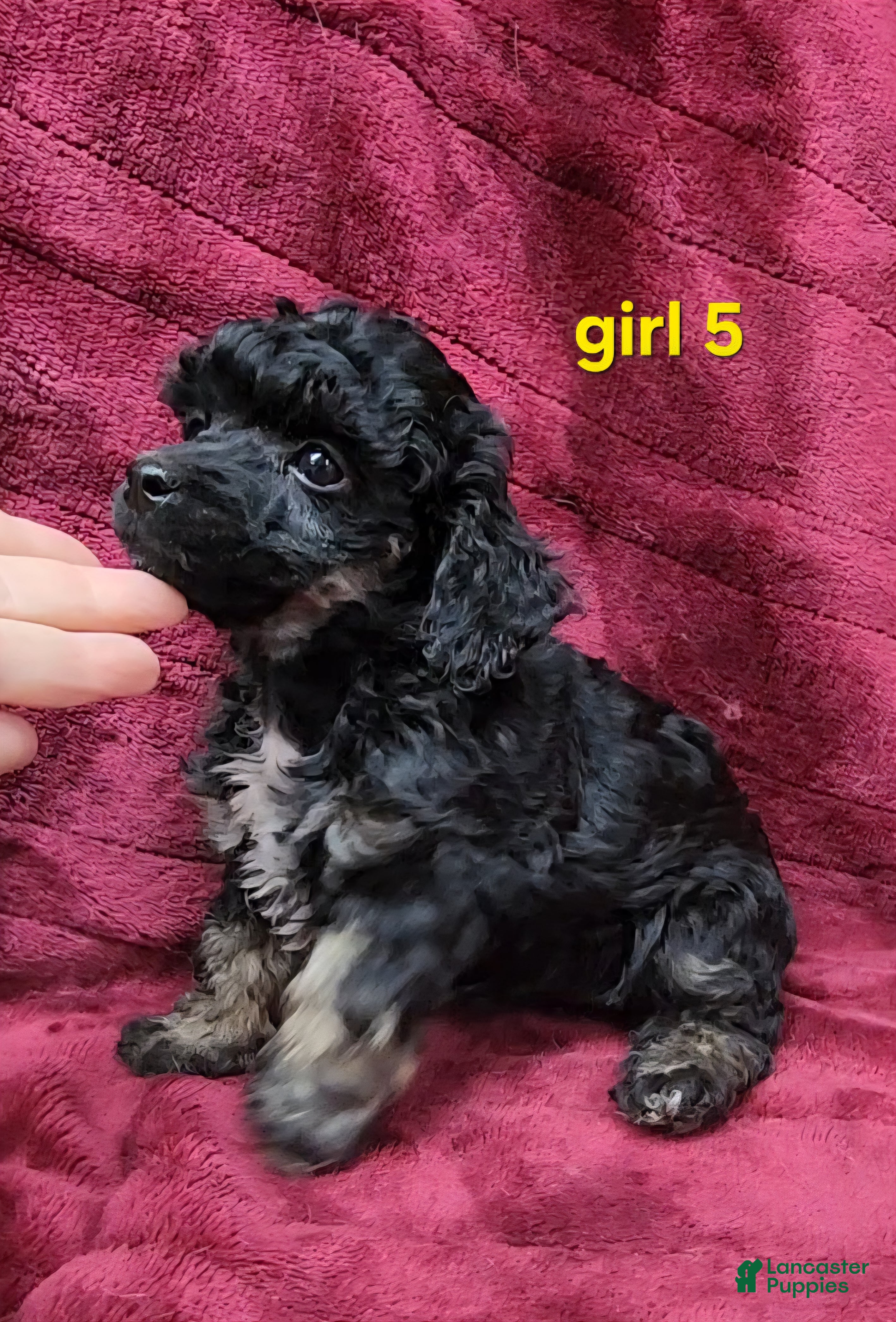 Toy Poodle dogs AKC Phantom girl 5 - Ad 2