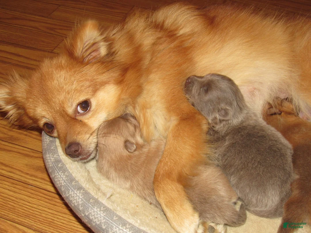 Gallery Image {{count}}