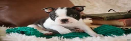 Boston Terrier dogs for sale: Crew - Ad 6