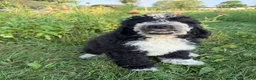 Bernedoodle dogs for sale: Birdie - Ad 4