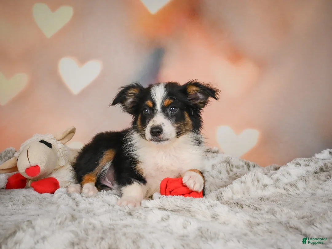 Miniature Australian Shepherd dogs for sale: Angel - Ad 1
