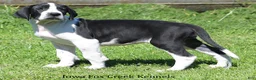 Great Dane dogs for sale: Great Dane 3 - Ad 8