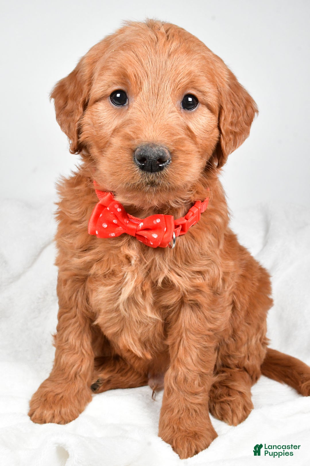 Mini Goldendoodle dogs for sale: Bryson - Ad 1