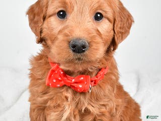 Mini Goldendoodle dogs Bryson - Ad 31