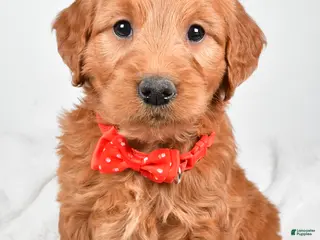 Mini Goldendoodle dogs Bryson - Ad 33