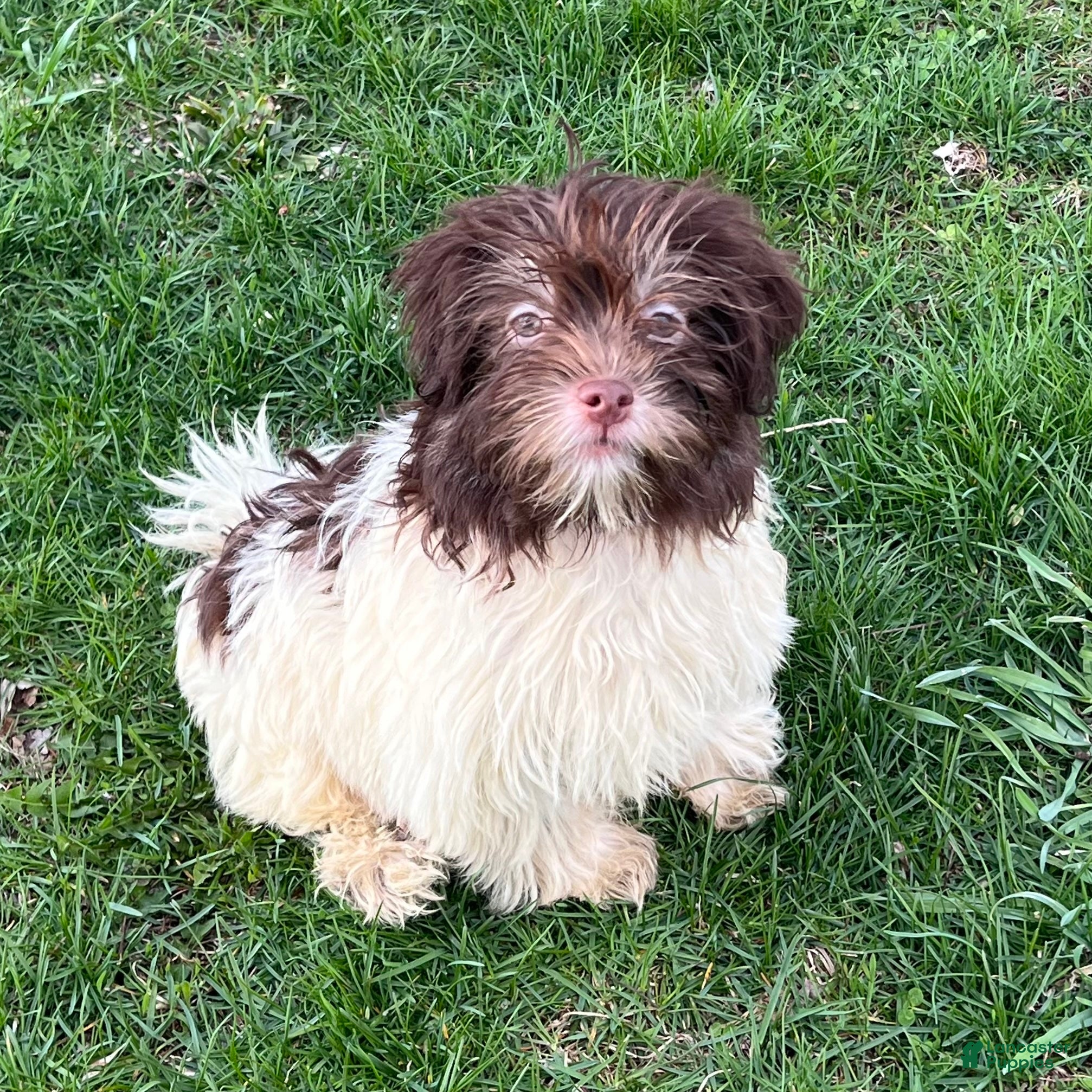 Havanese dogs Theodore new pics - Ad 1