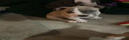 Mixed Breed dogs for sale: Staffshire terrier, American bully #1 - Ad 2