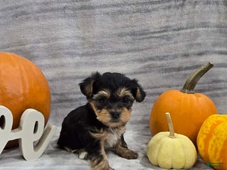 Yorkiepoo dogs - Ad 9