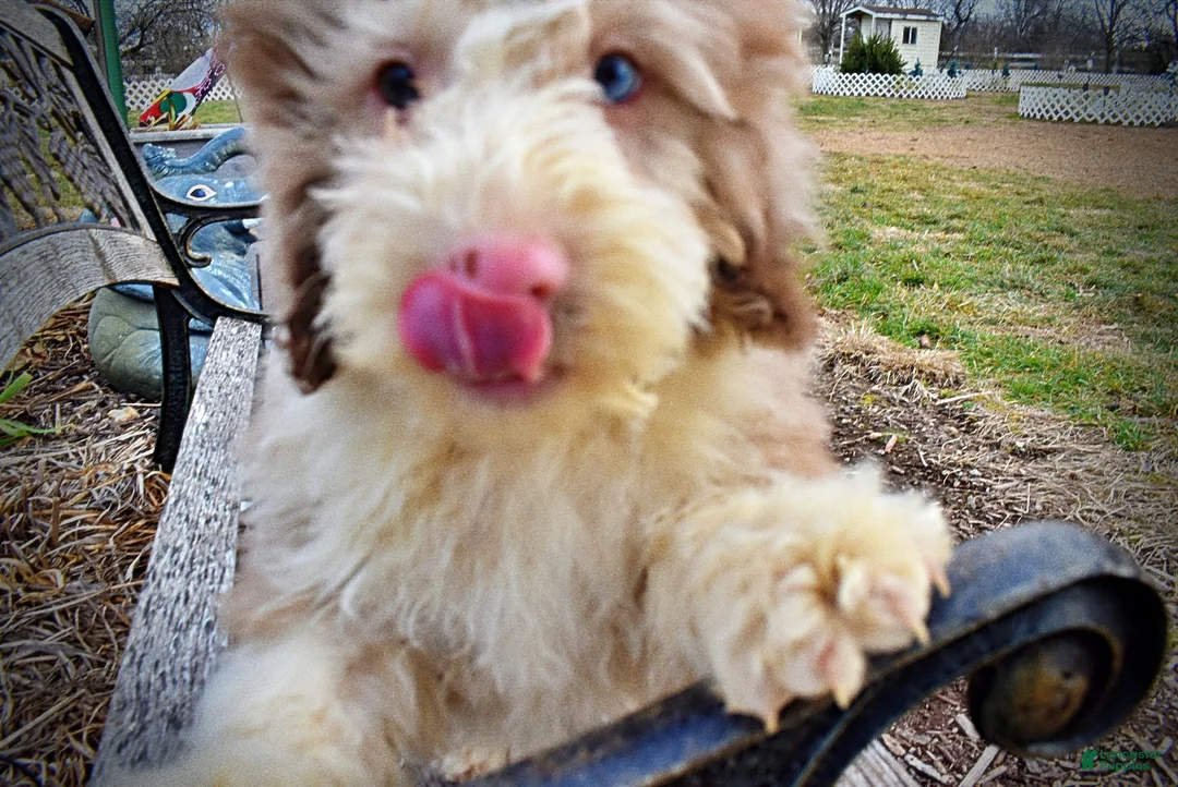 Havapoo dogs for sale: Webster - Ad 8