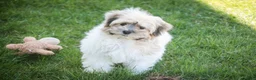 Havanese dogs for sale: Leo - Ad 1