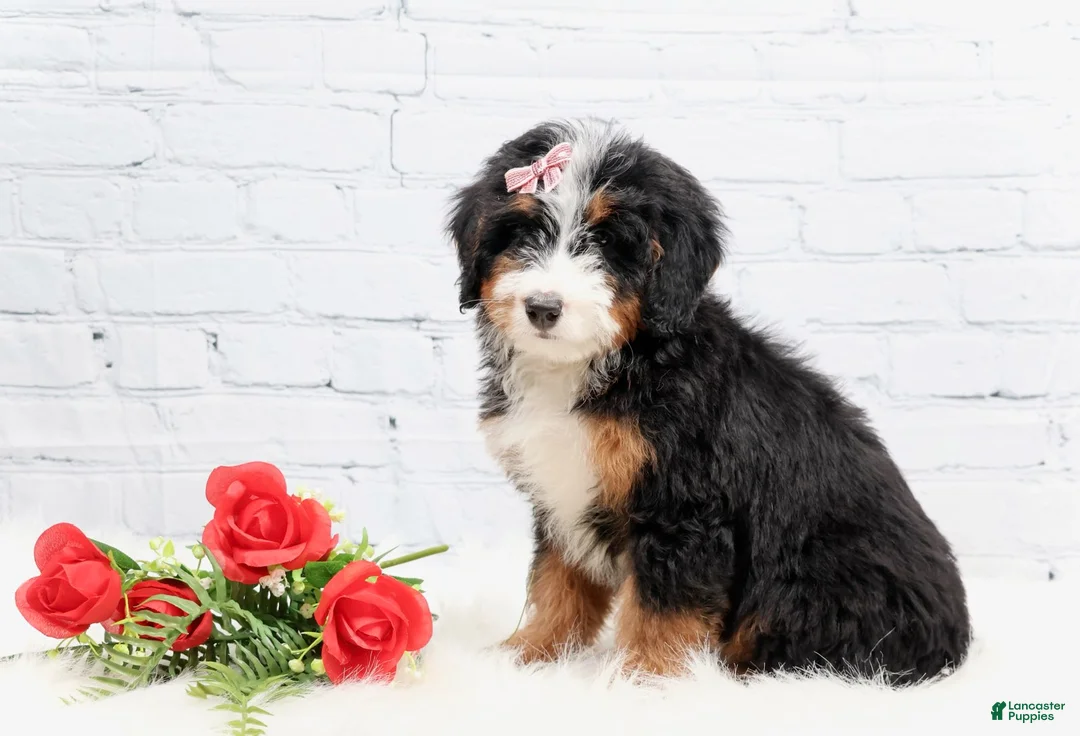 Mini Bernedoodle dogs for sale: Dakota - Ad 1