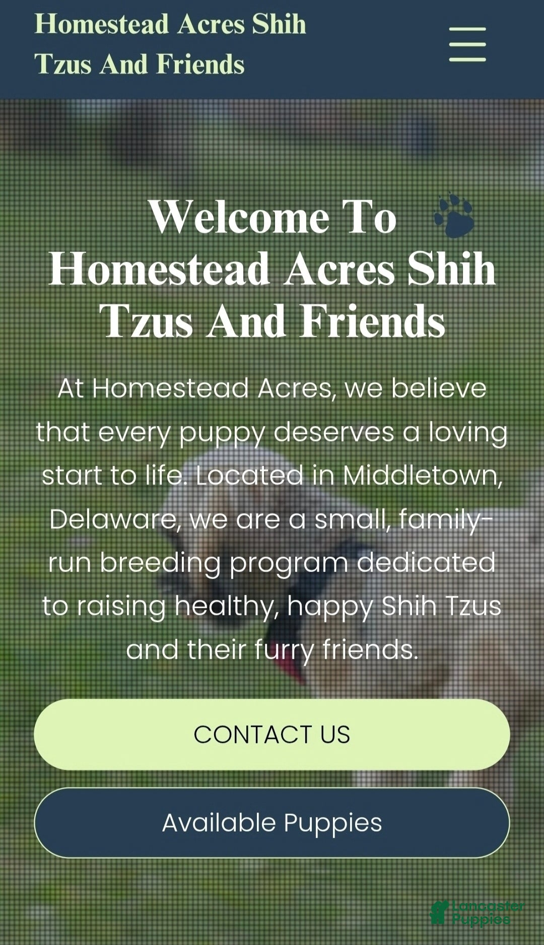 Shih Tzu dogs for sale: Holly - Ad 9