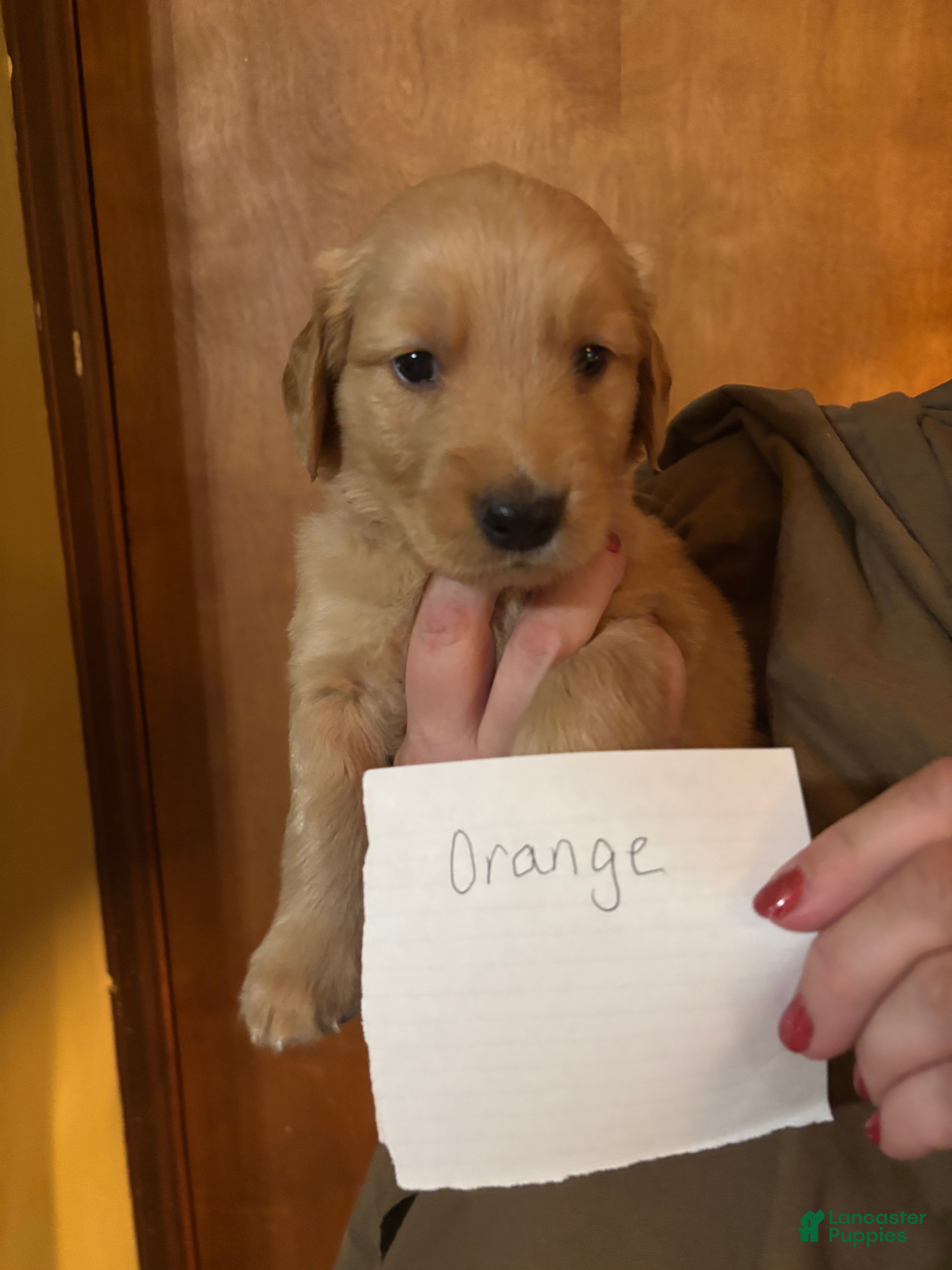Golden Retriever dogs Orange - Ad 9