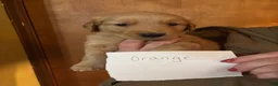 Golden Retriever dogs for sale: Orange - Ad 1
