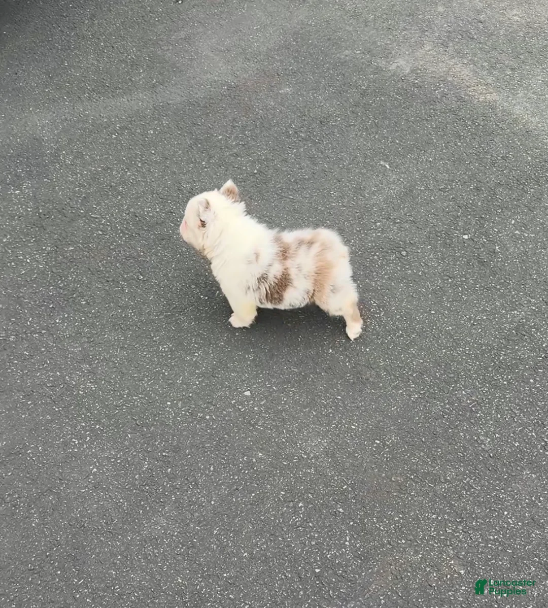 French Bulldog dogs for sale: French Bulldog Puppy 1 - Ad 5