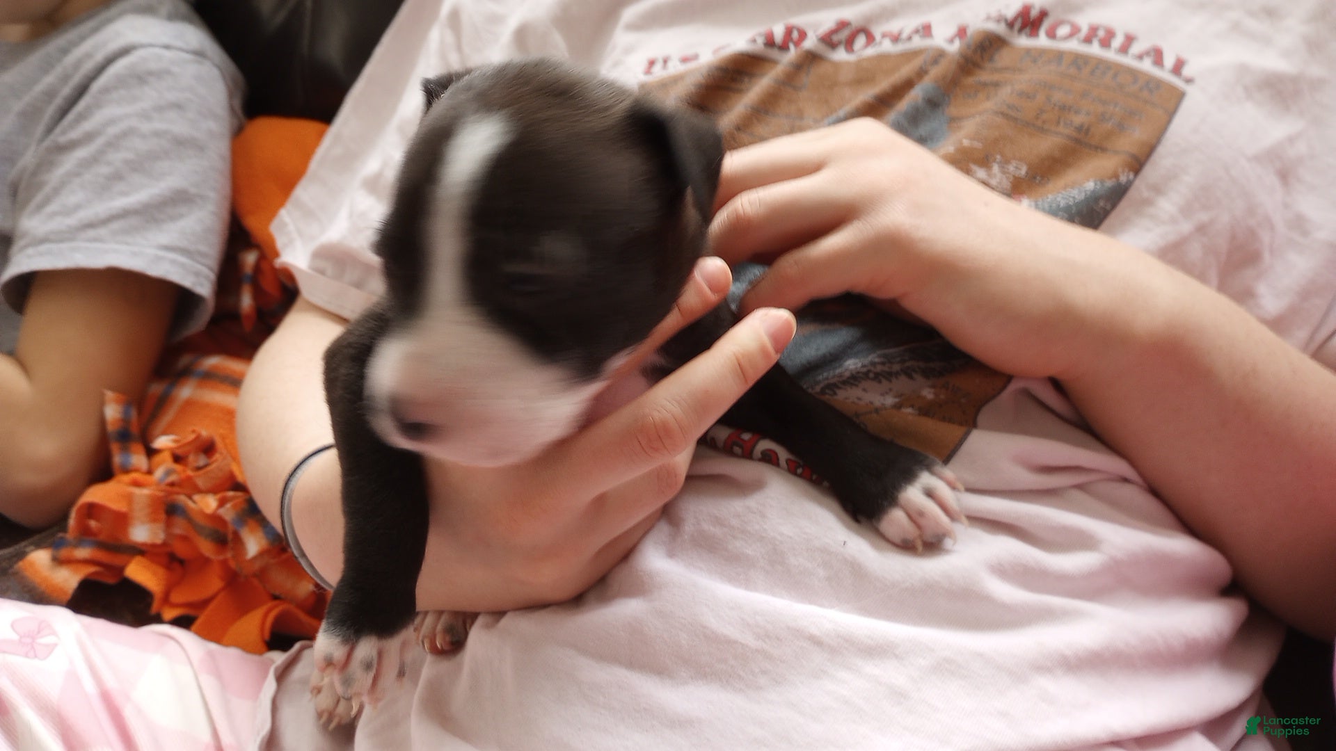 American Bully dogs Helen Maroulis - Ad 38