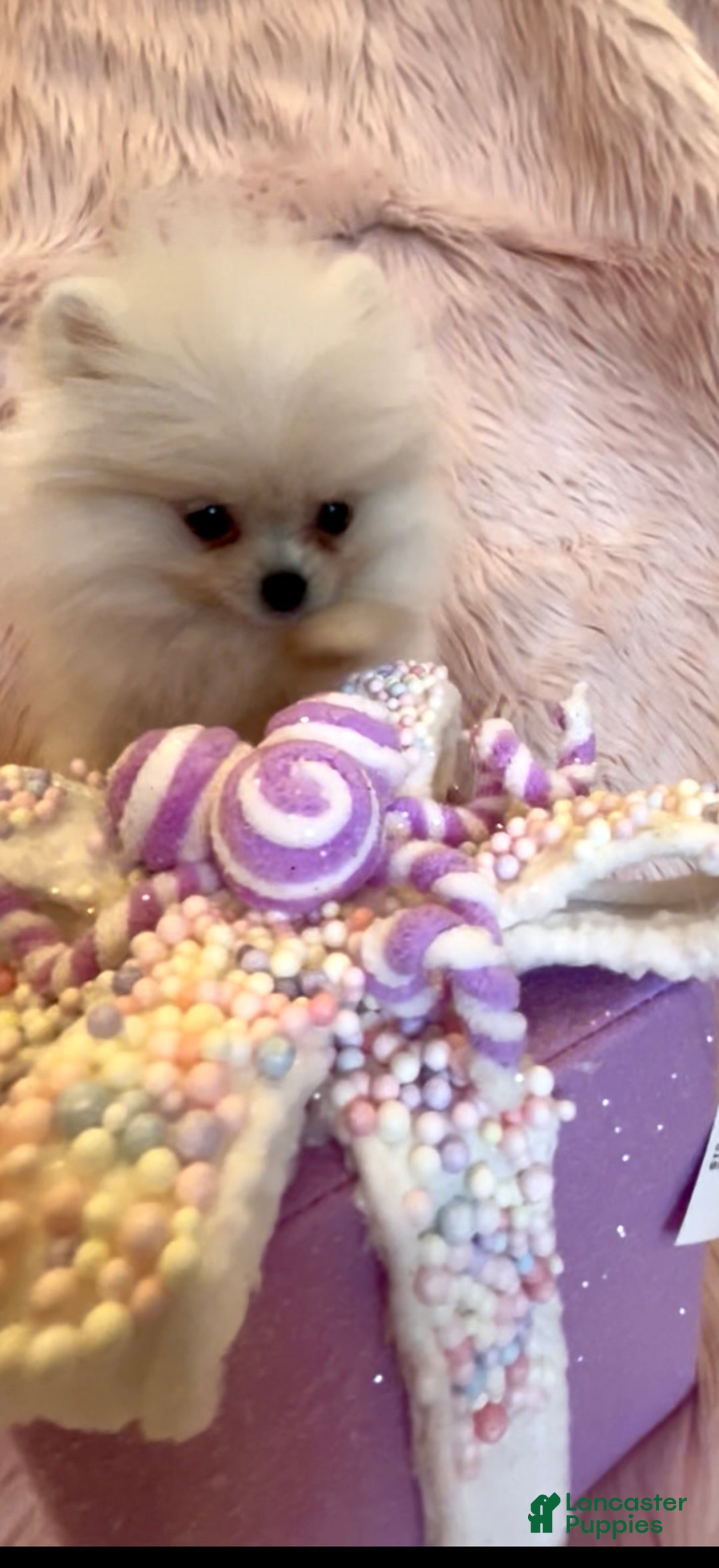 Pomeranian dogs for sale: Lynette AKC Registered full rights  - Ad 34