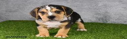 Beabull dogs for sale: Treyson - Ad 5