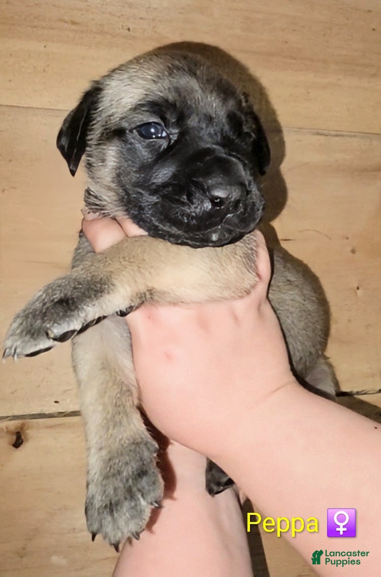 English Mastiff dogs Peppa - Ad 2