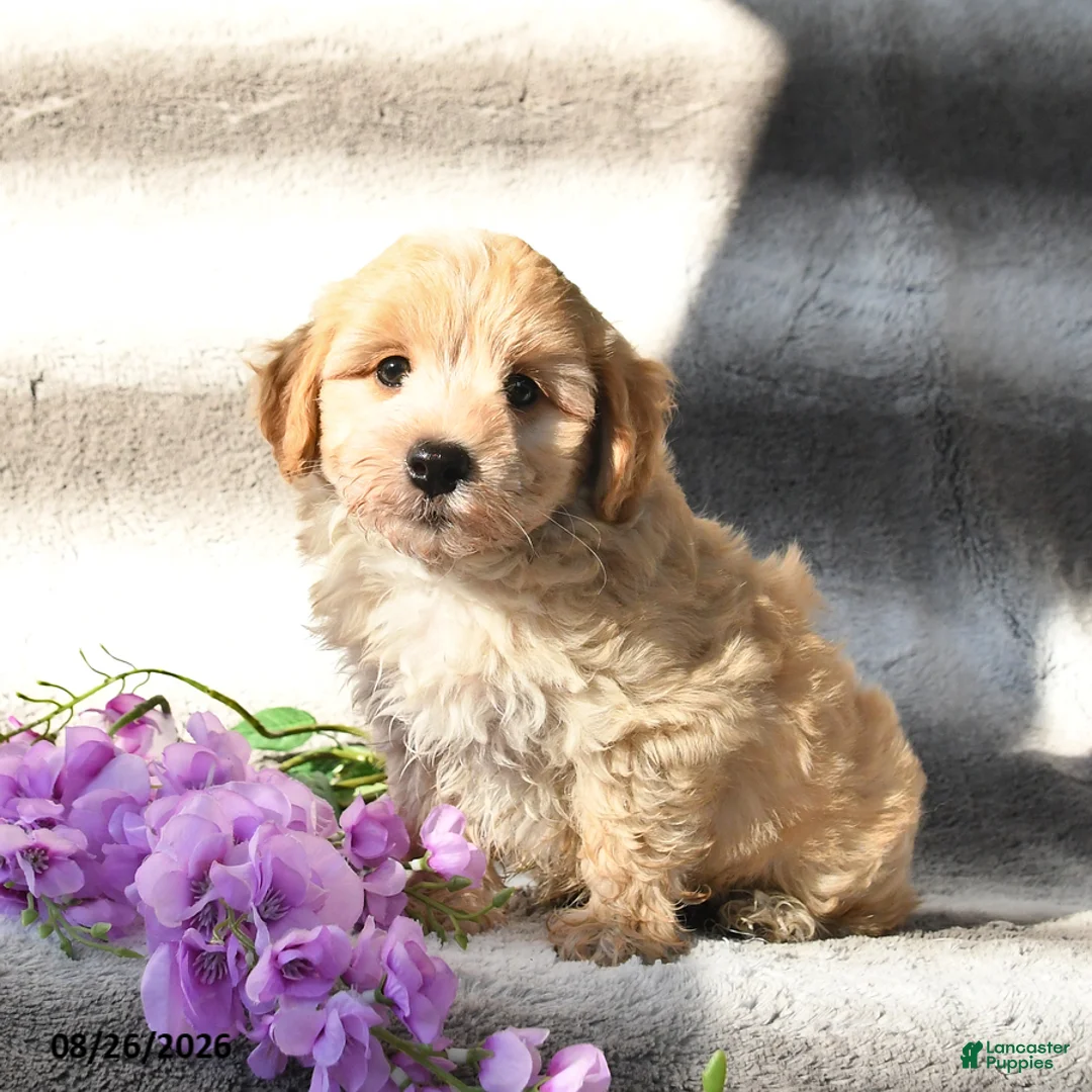 Maltipoo dogs for sale: Skipper - Ad 3