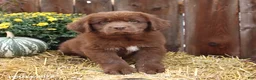 Newfoundland dogs for sale: Grizzly - Ad 5