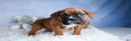 Boxer dogs for sale: Sarge  - Ad 18