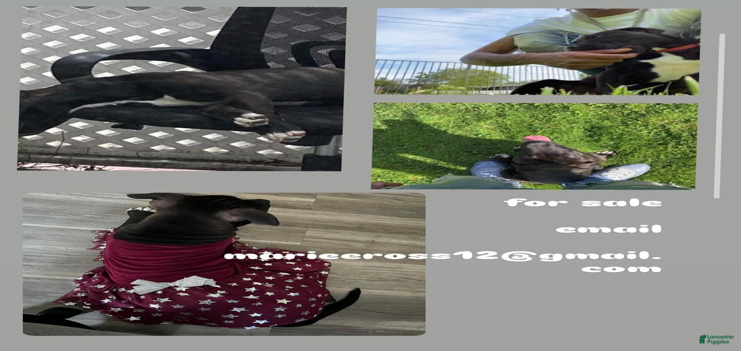 Gallery Image {{count}}