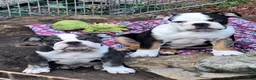 English Bulldog dogs for sale: ElVIS  - Ad 7