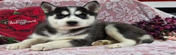 Siberian Husky dogs for sale: Kassidy - Ad 1