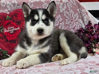Siberian Husky dogs Kassidy - Ad 36