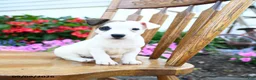 Jack Russell Terrier dogs for sale: Klondike - Ad 2
