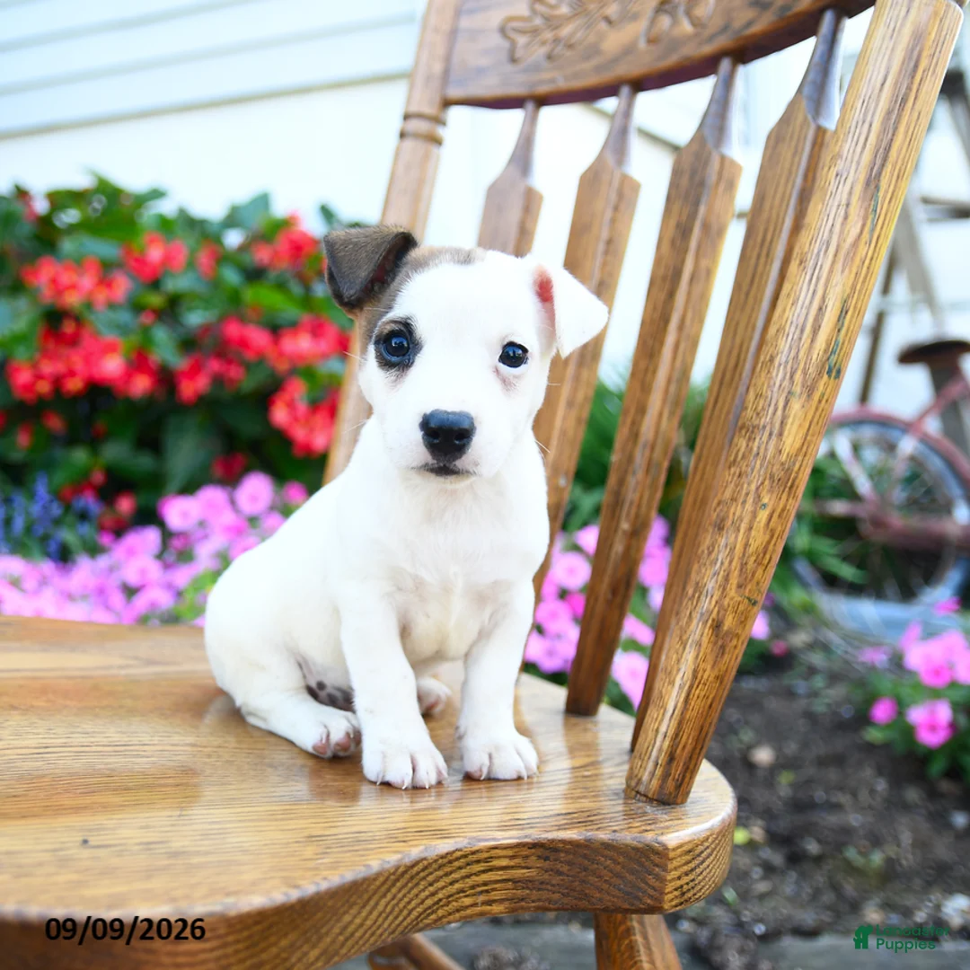 Jack Russell Terrier dogs for sale: Klondike - Ad 2