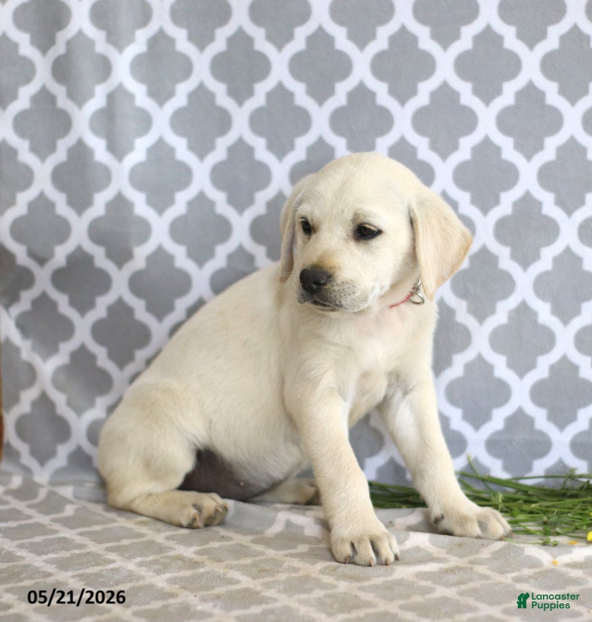 Mixed Breed dogs Rebecca - Ad 2