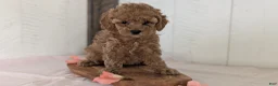 Cavapoo dogs for sale: Roxy - Ad 3