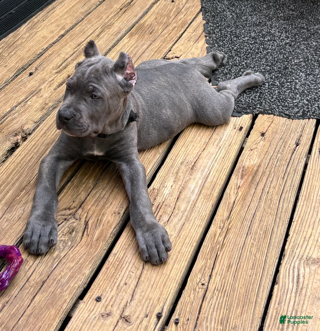 Cane Corso dogs for sale: Black - Ad 2