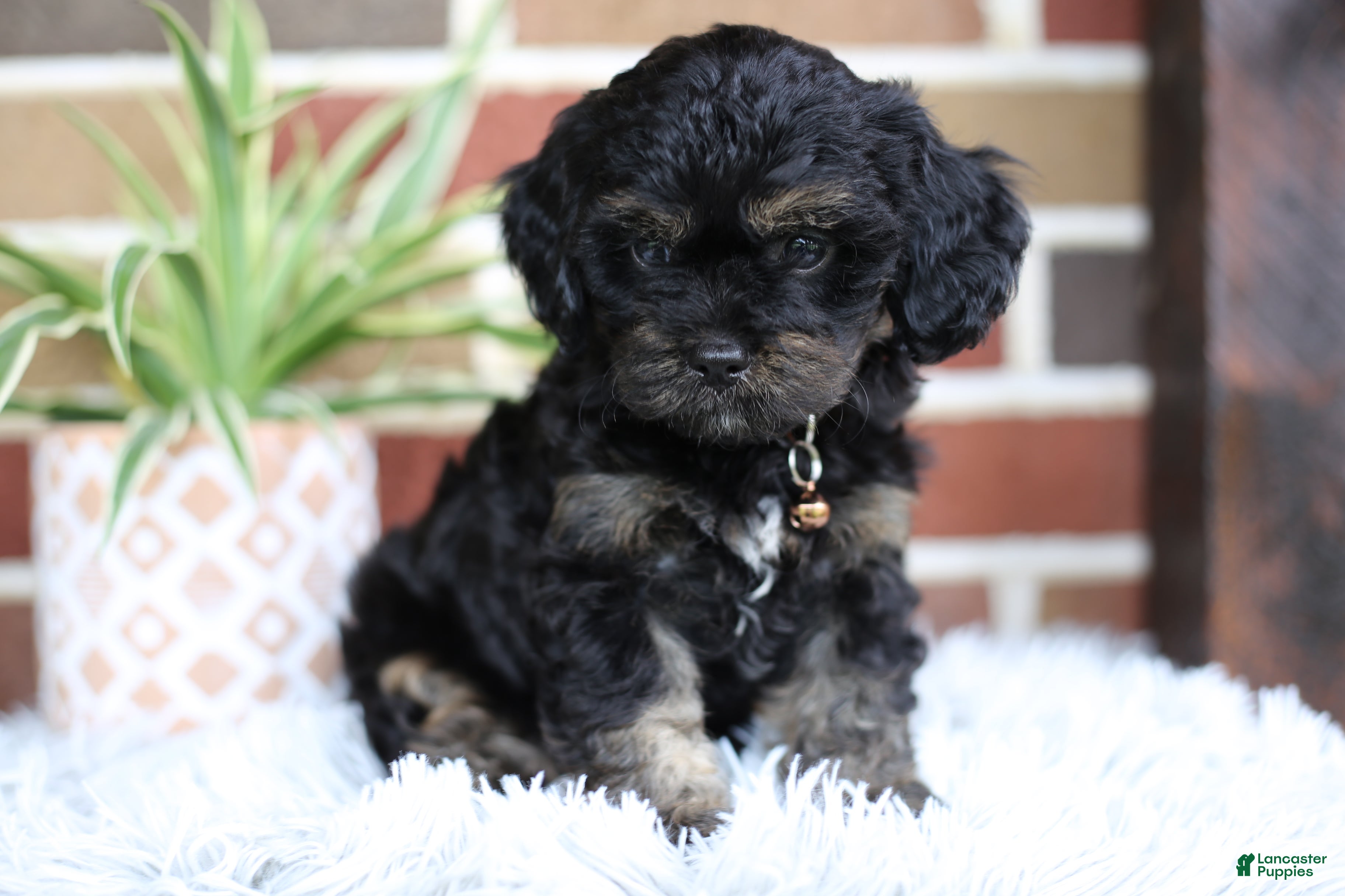 Cavapoo dogs Teddy - Ad 2