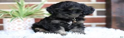 Cavapoo dogs for sale: Teddy - Ad 2