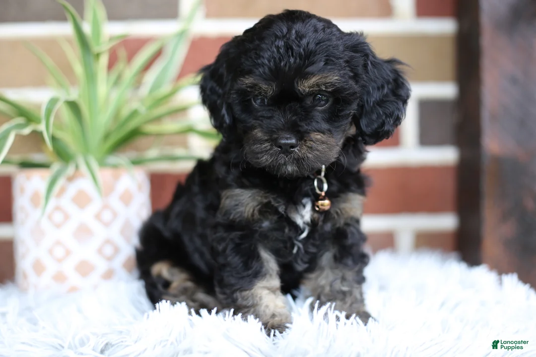 Cavapoo dogs for sale: Teddy - Ad 2