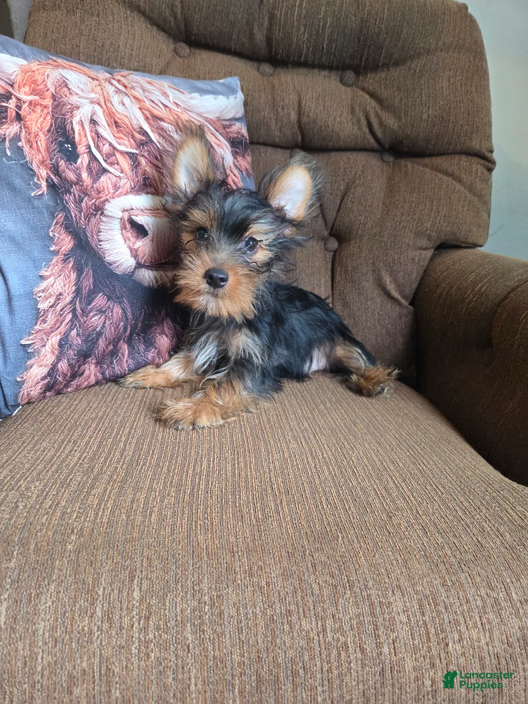Yorkshire Terrier dogs for sale: Stetson - Ad 1