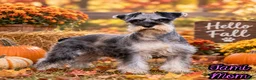 Miniature Schnauzer dogs for sale: Eddie Male AKC Mini Schnauzer - Ad 14