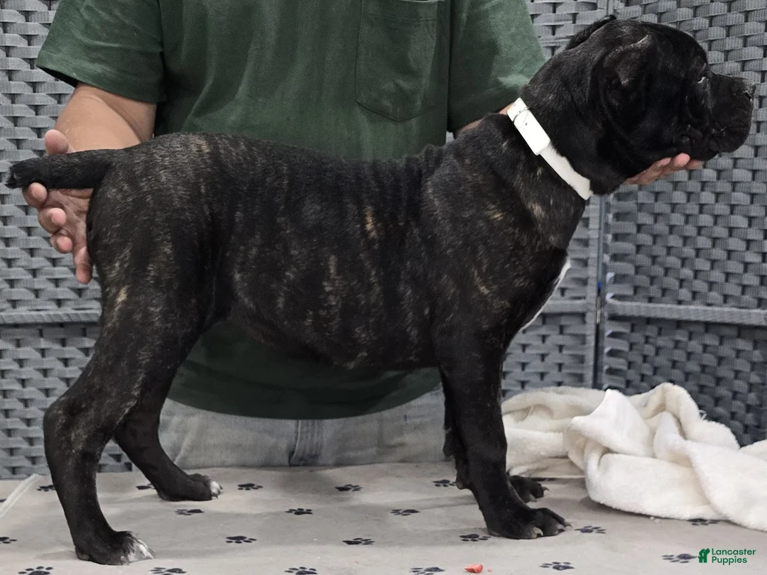 Cane Corso dogs for sale: White Girl - Ad 4