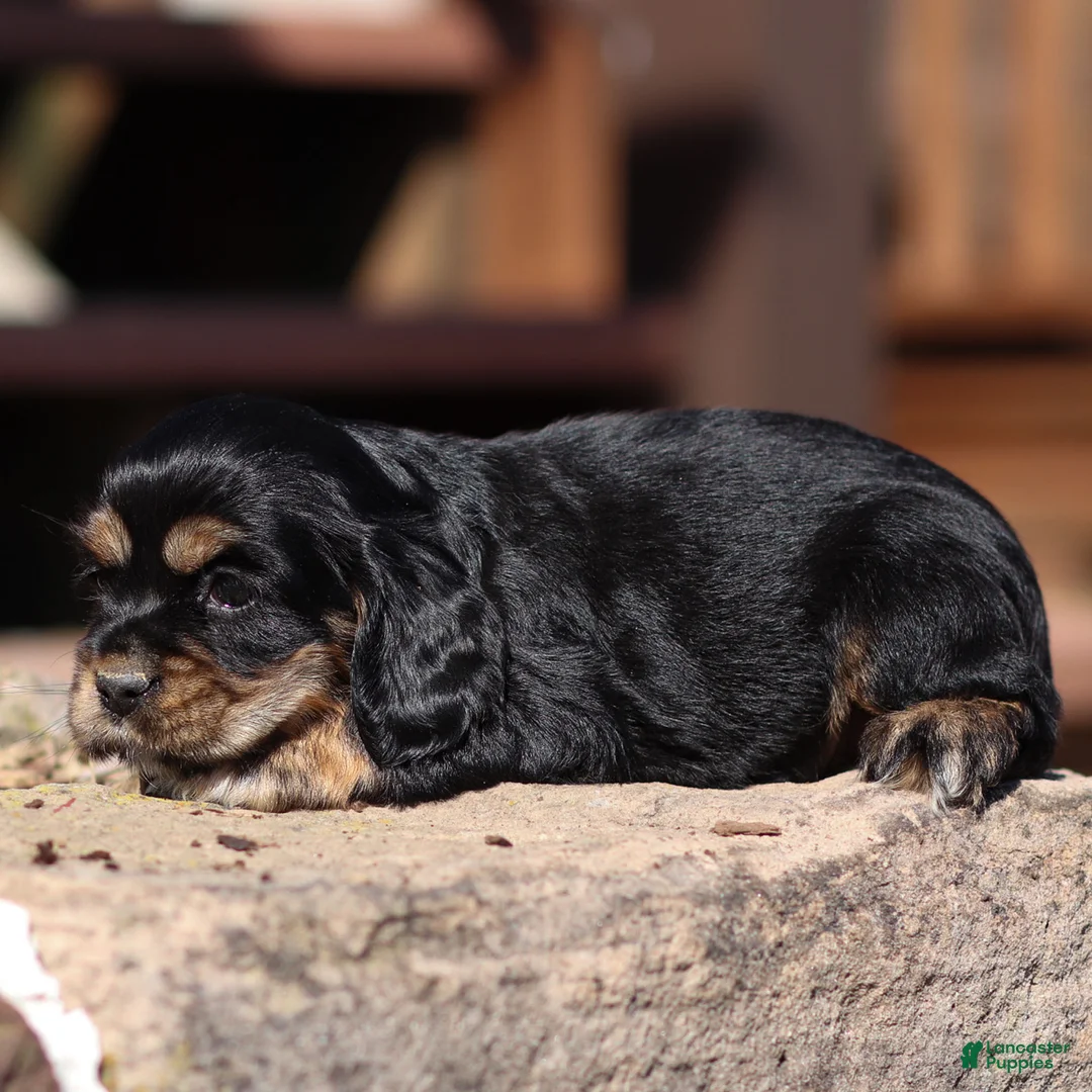Cocker Spaniel dogs for sale: Blossom Cocker Spaniel Puppy  - Ad 4