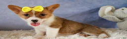 Welsh Corgi Pembroke dogs for sale:  Yvonne 🎀 - Ad 16