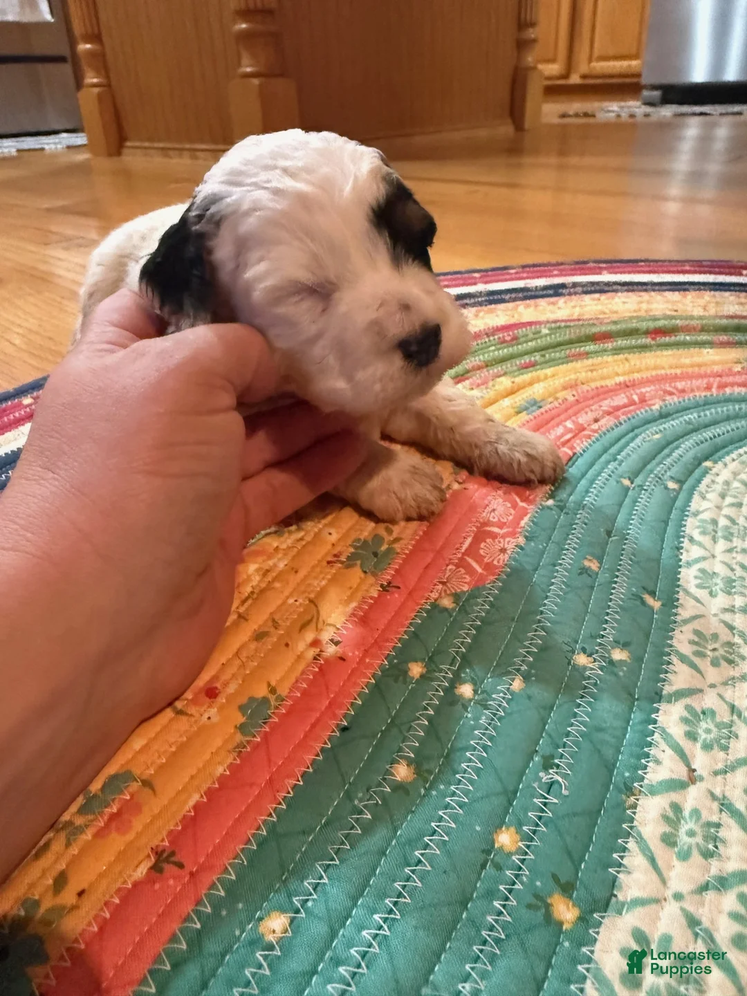 Mini Bernedoodle dogs for sale: Oreo - Ad 6