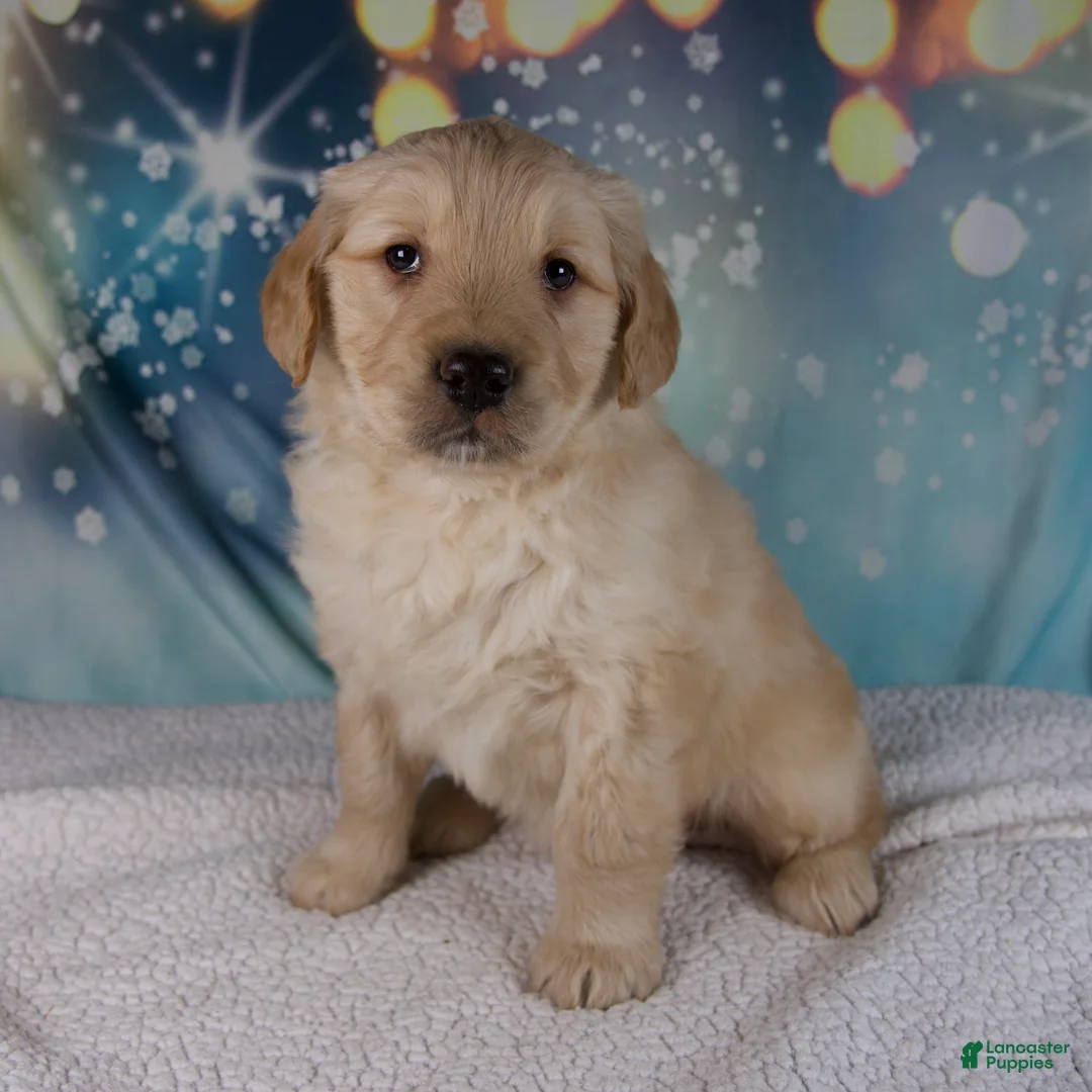 Golden Retriever dogs for sale: Evie - Ad 2