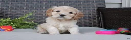 Cocker Spaniel dogs for sale: Ferris - Ad 4