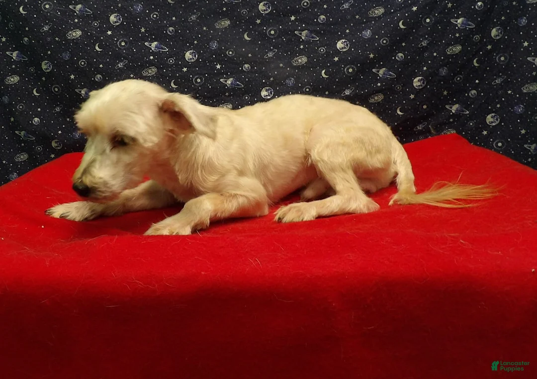 Morkie dogs for sale: Boobie - Ad 2