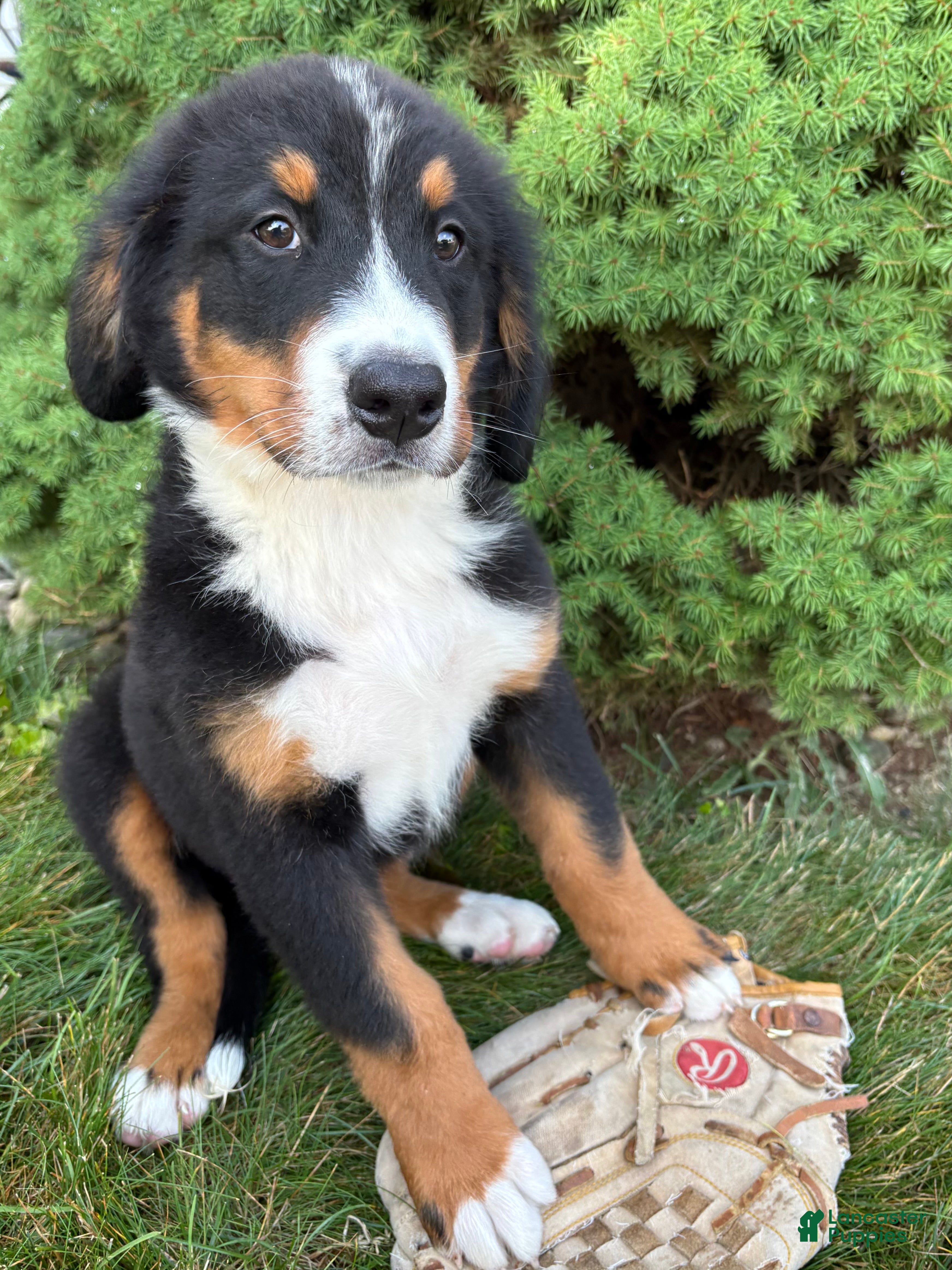 Bernese Mountain Dog dogs Bentley - Ad 2