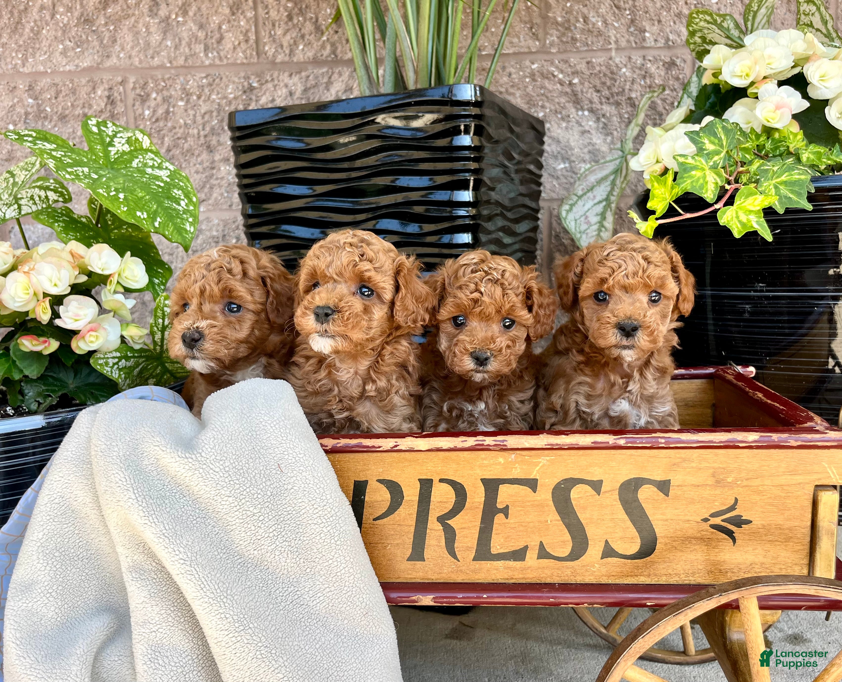 Miniature Poodle dogs Baby Molly ❤️🐾AKC Registered❤️Genetic Tested❤️Call 717-529-1907 - Ad 18