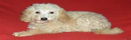 Miniature Poodle dogs for sale: Millie - Ad 8